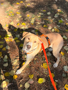 Lola wundervolle, lebensfrohe Lola