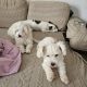 Lucy und Baby - die Unzertrennlichen