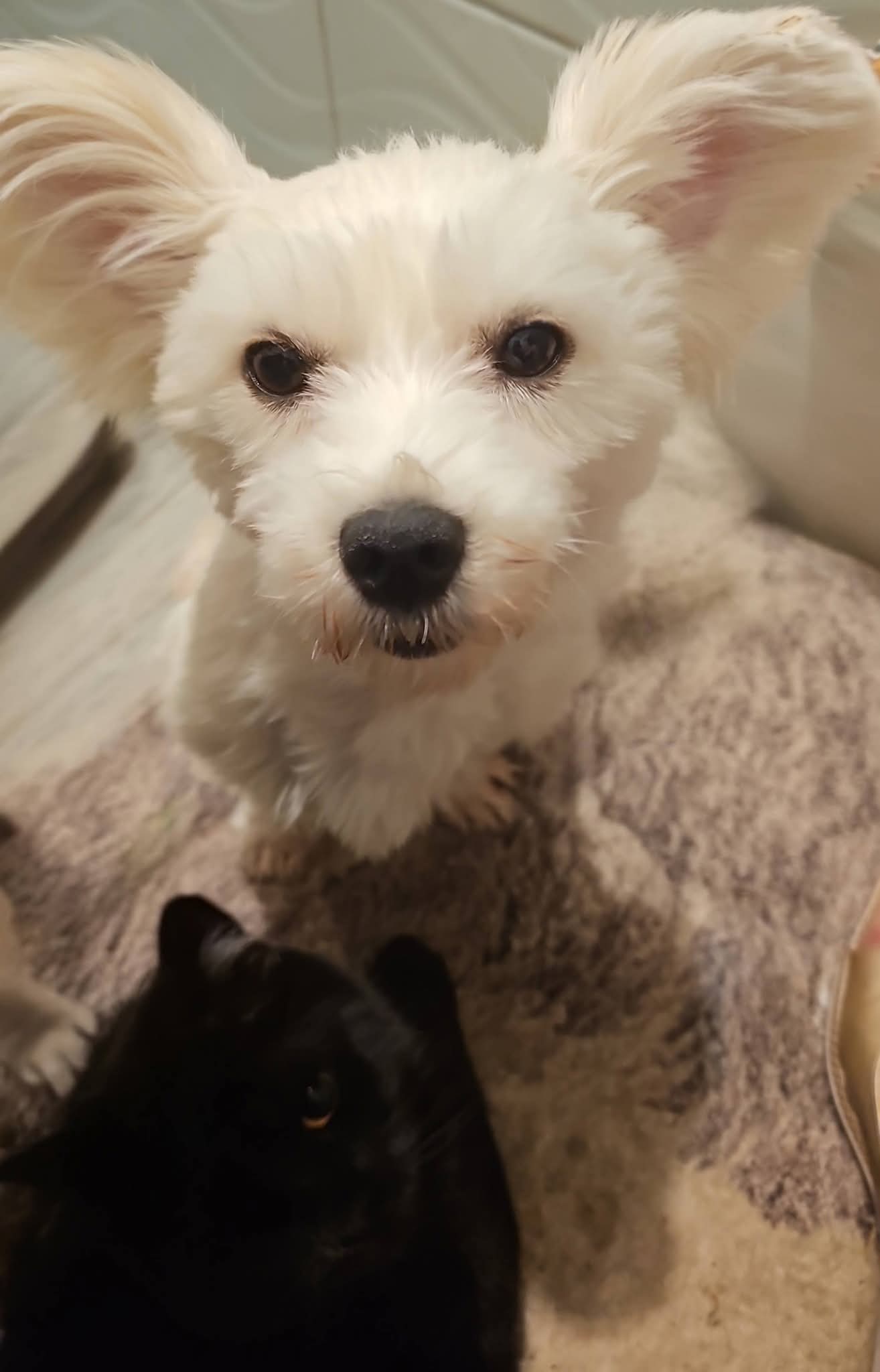 Lucy und Baby Lucy und Baby - die Unzertrennlichen