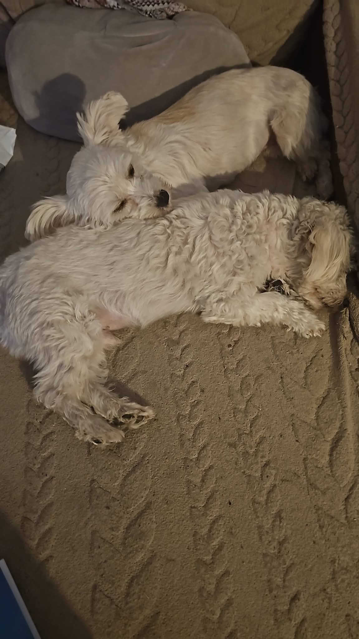 Lucy und Baby Lucy und Baby - die Unzertrennlichen