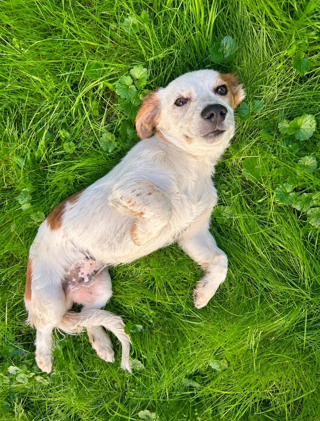 Rex bezaubernder Rex