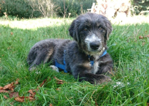 Thor Toller Junghund Thor