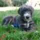 Toller Junghund Thor