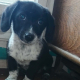 Winziger, verschmuster Tommy