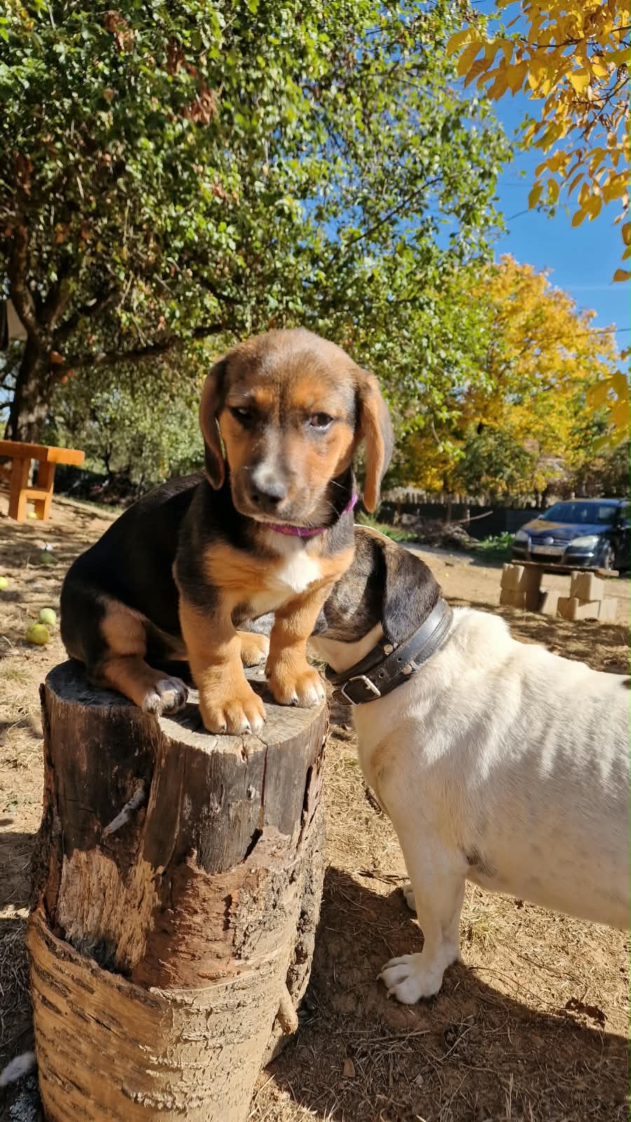 Frieda Energiegeladener Welpe Frieda