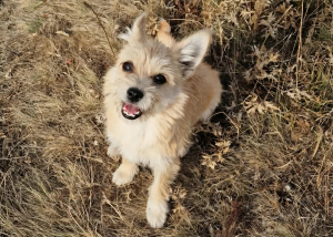 Josie Rennsemmel Josie
