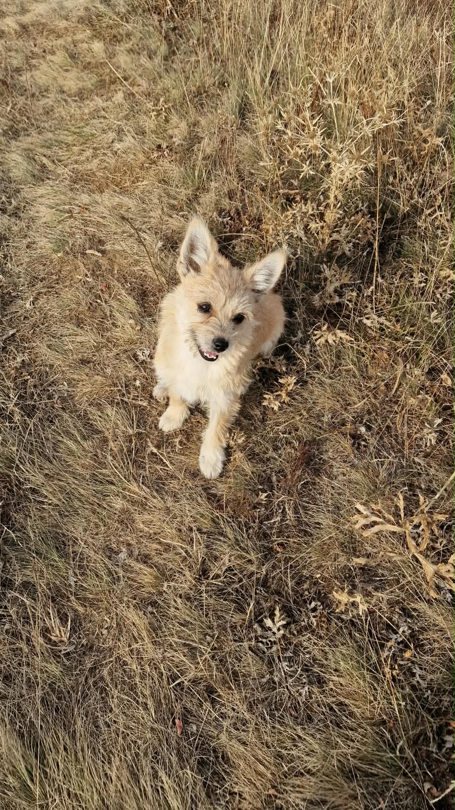 Josie Rennsemmel Josie