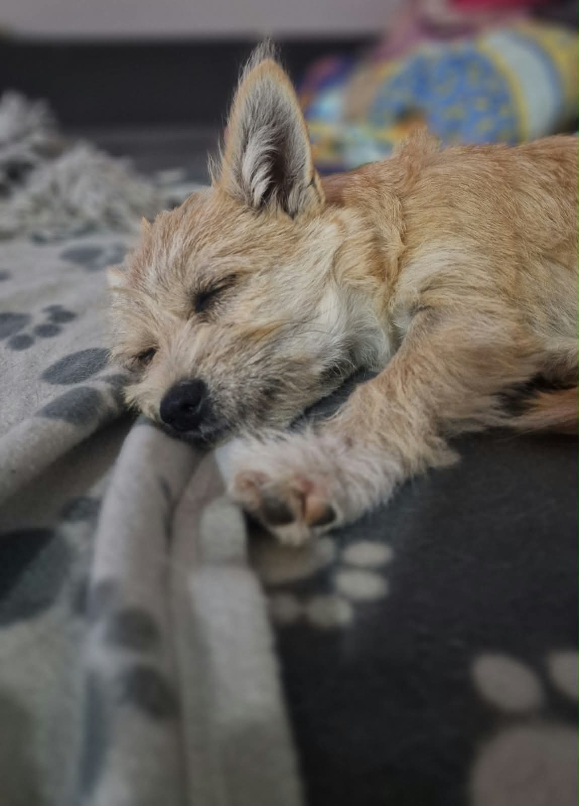 Josie Rennsemmel Josie