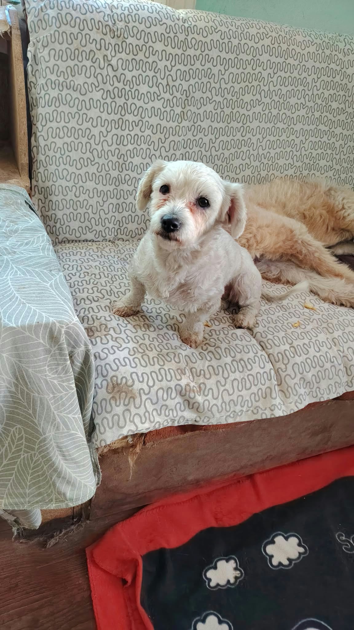 Suzi Bichon-Mix Suzi