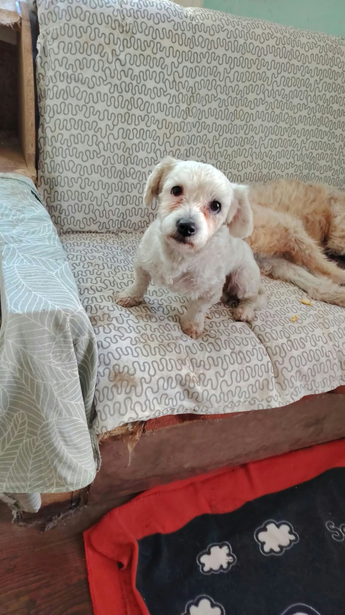 Suzi Bichon-Mix Suzi