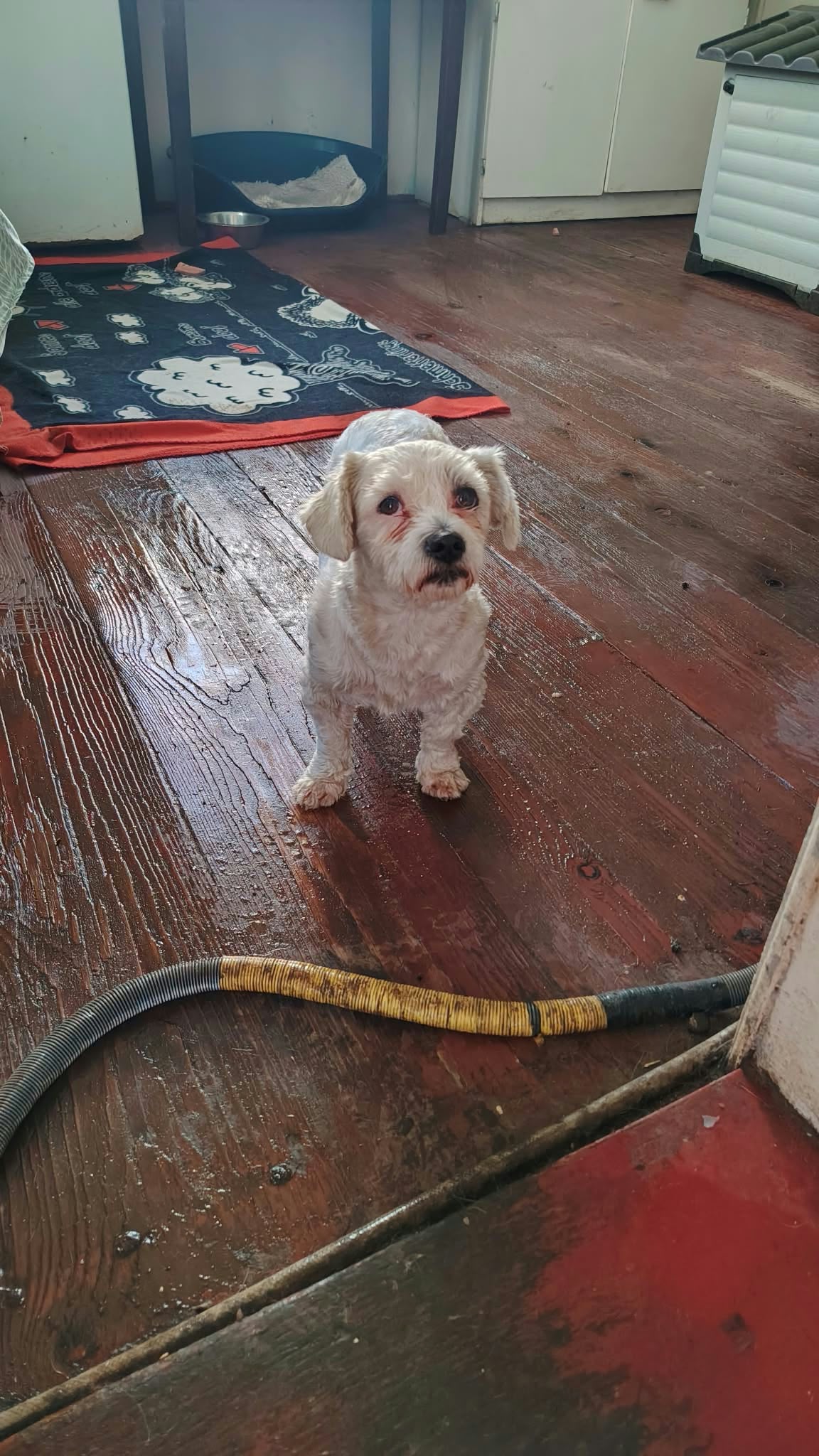 Suzi Bichon-Mix Suzi