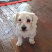 Bichon-Mix Suzi