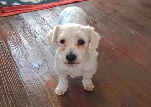 Suzi Bichon-Mix Suzi