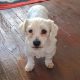 Bichon-Mix Suzi