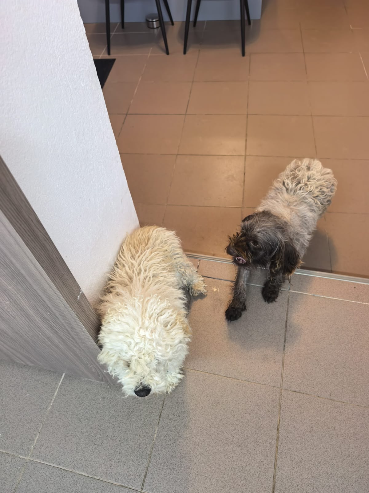 Lieber Snowbell