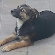 Welpenmaus Dora