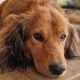 Sonnenschein Theo