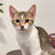 Verspielter Casper