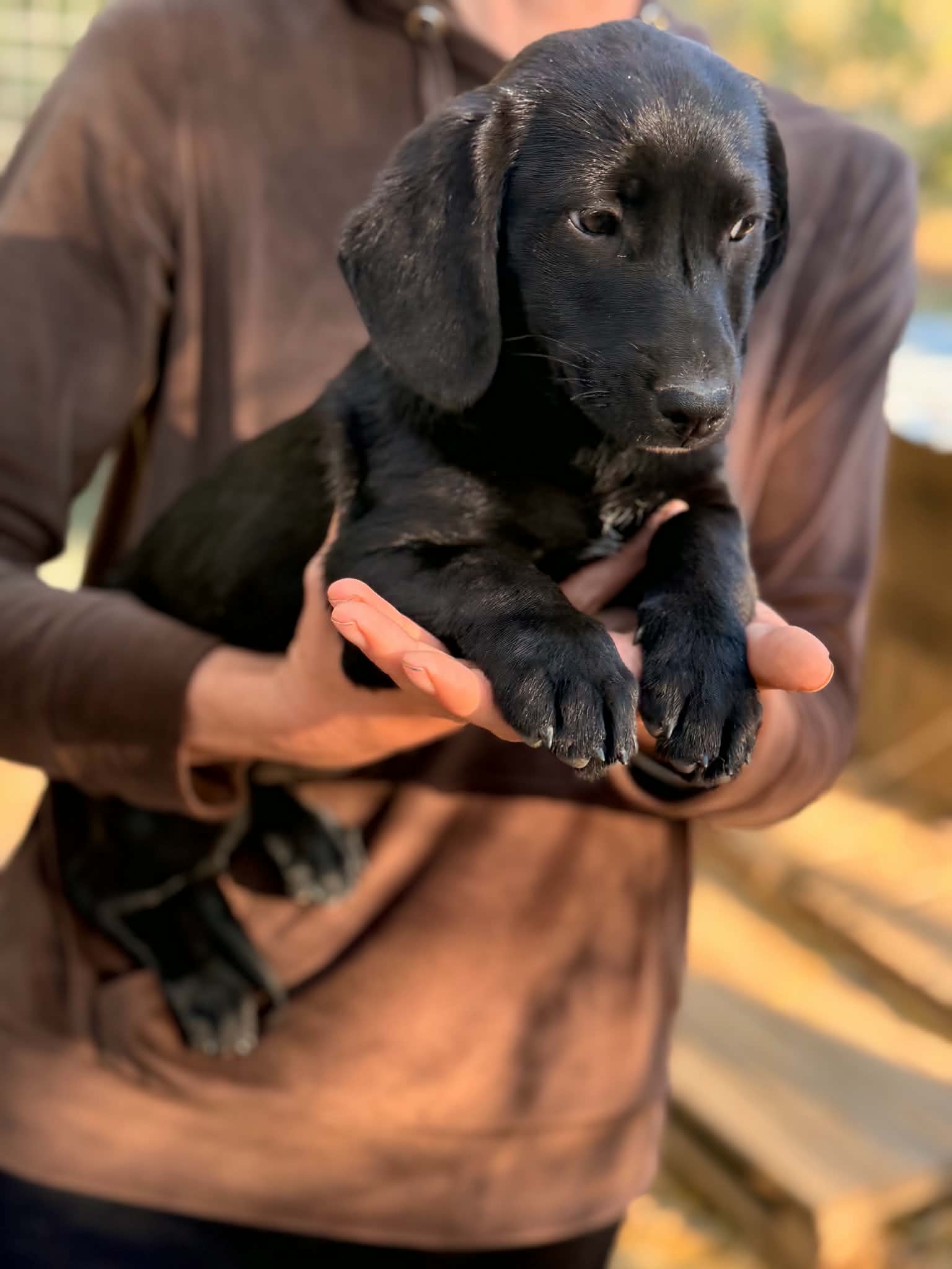 Nala Zierliche Nala