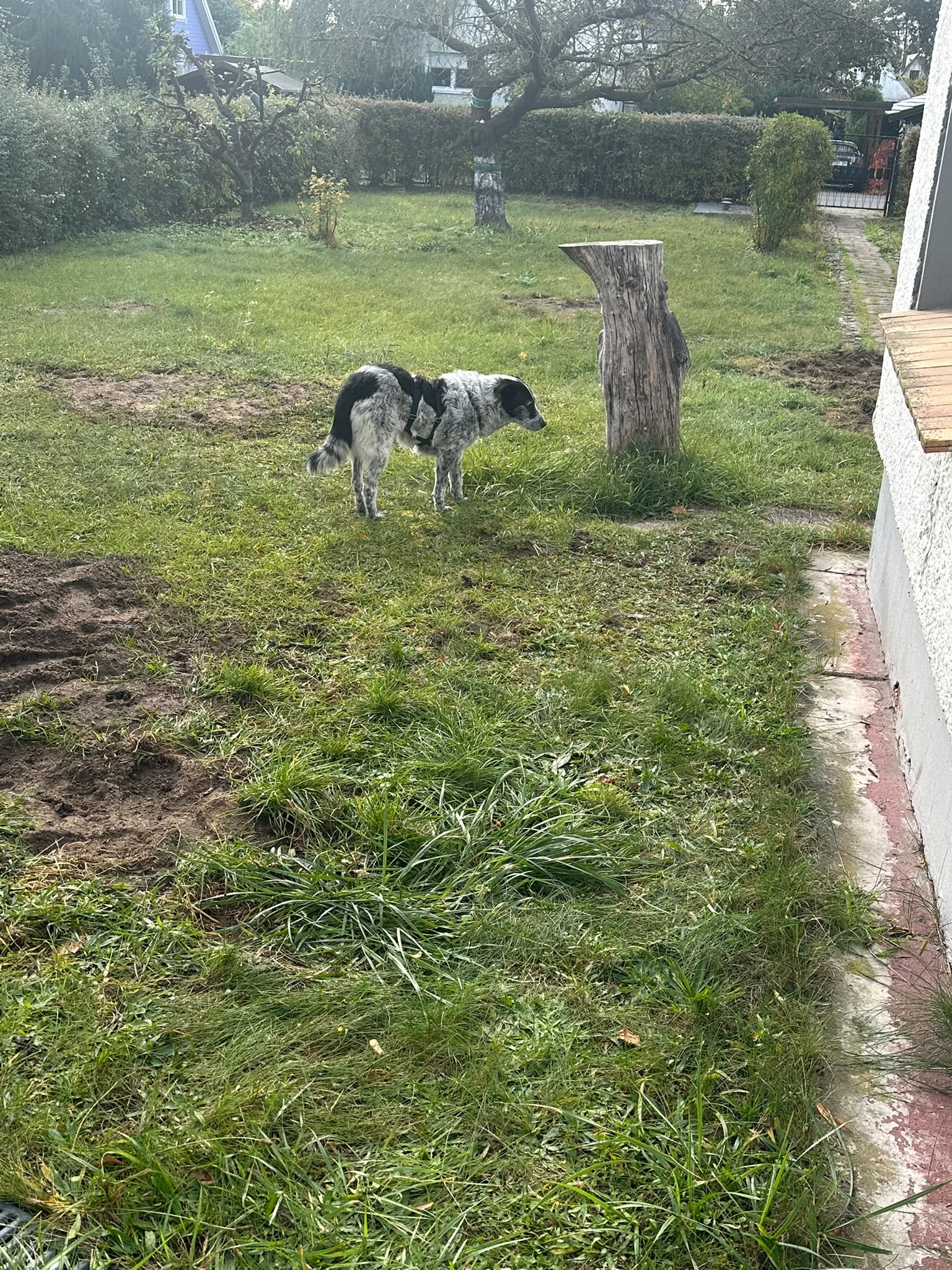 Zoe Goldstück Zoe