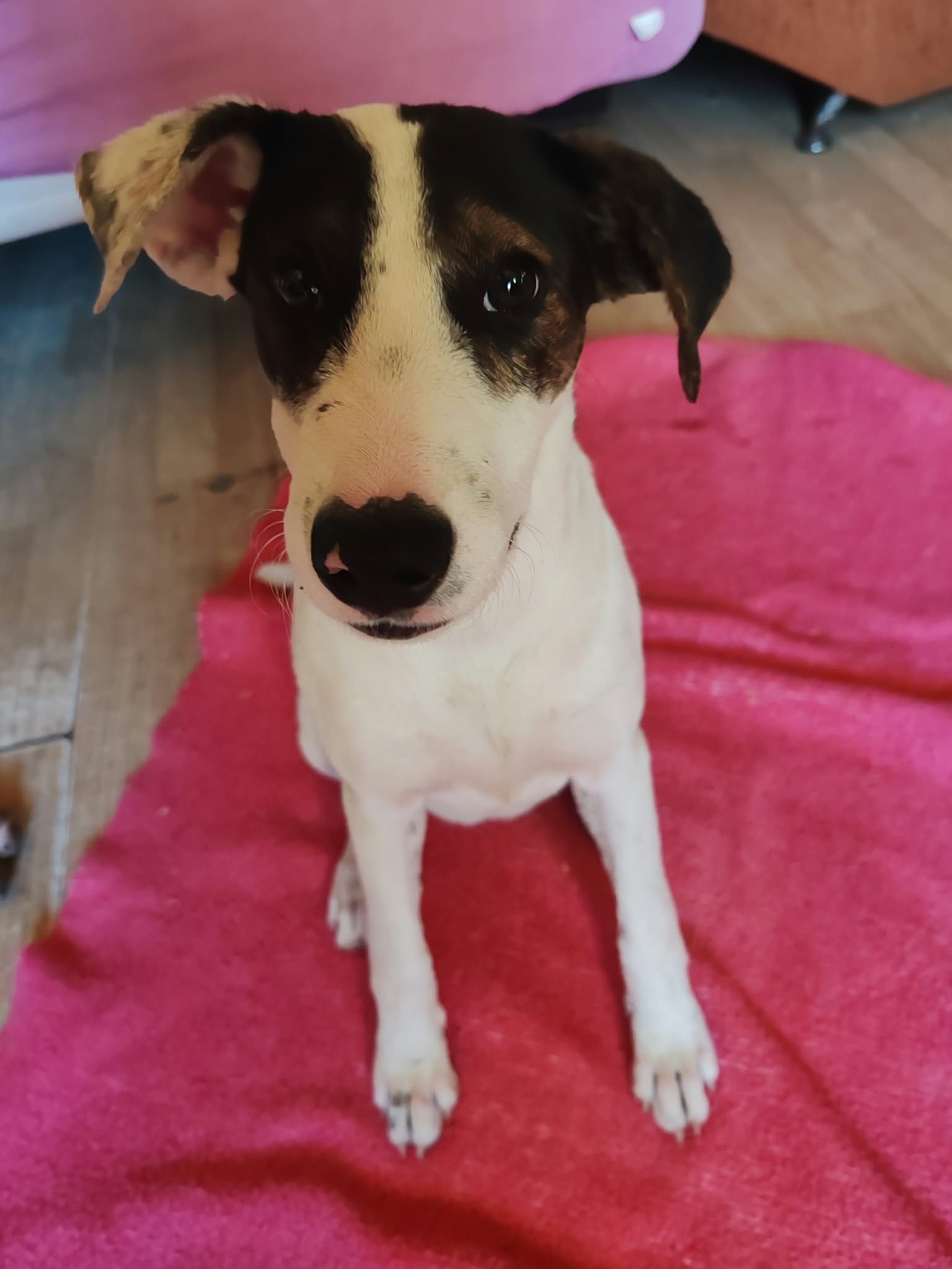 Phoebe Energiebündel Phoebe