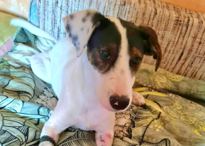 Phoebe Energiebündel Phoebe