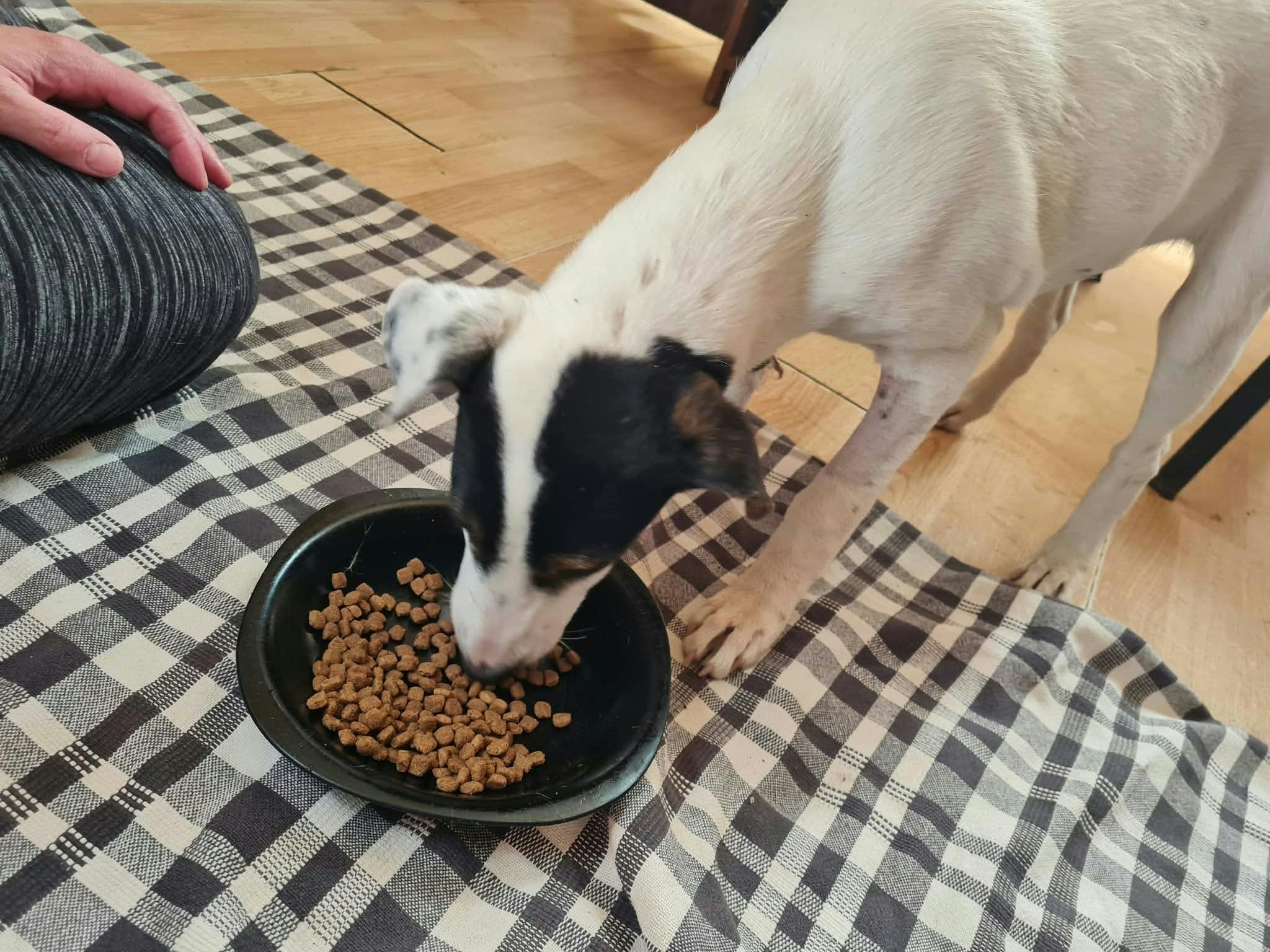 Phoebe Energiebündel Phoebe