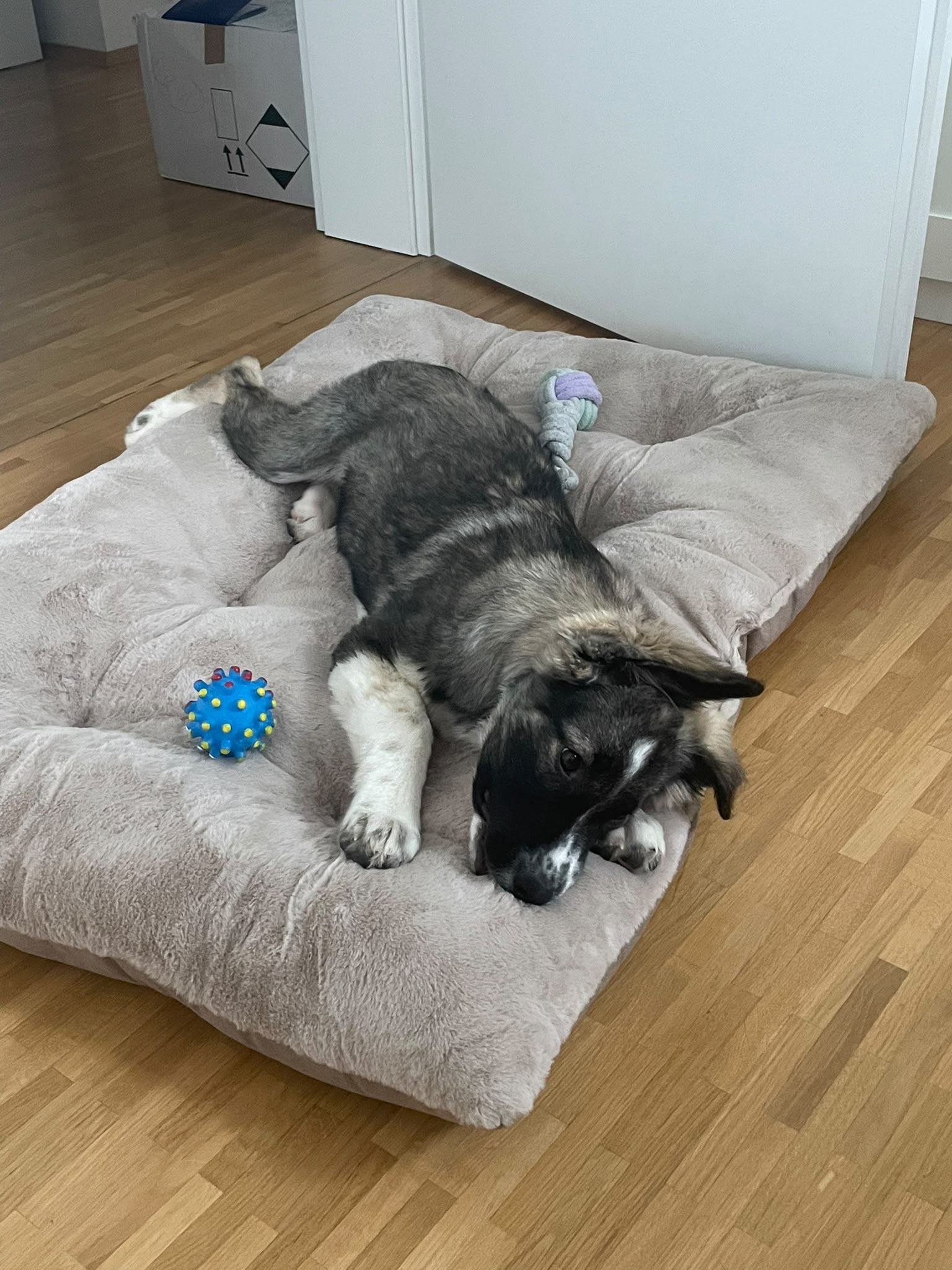Levi Treue Begleiterin Levi