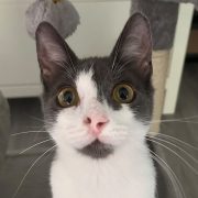 Schmusekater Michael