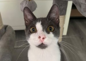 Schmusekater Michael