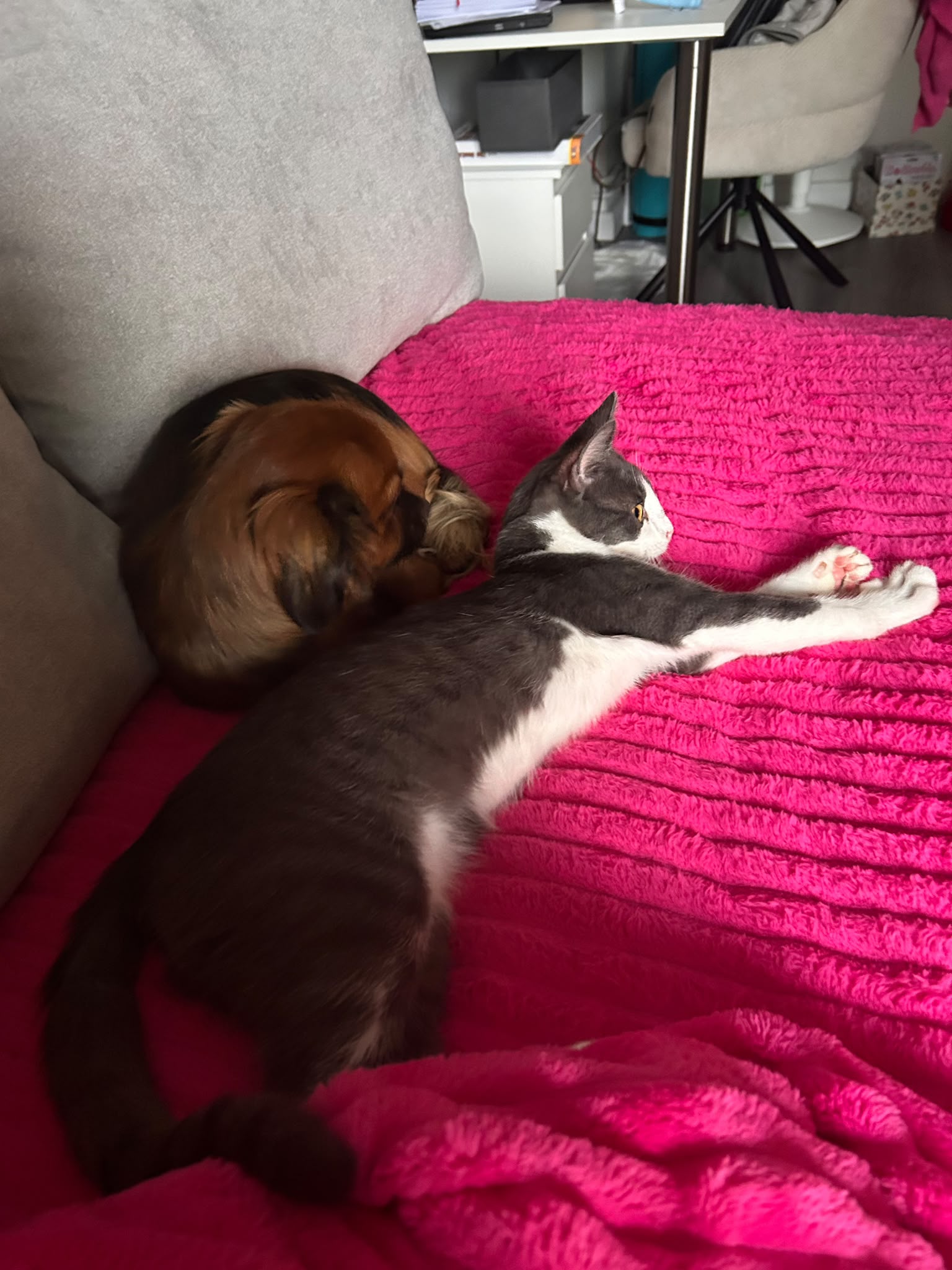Schmusekater Michael