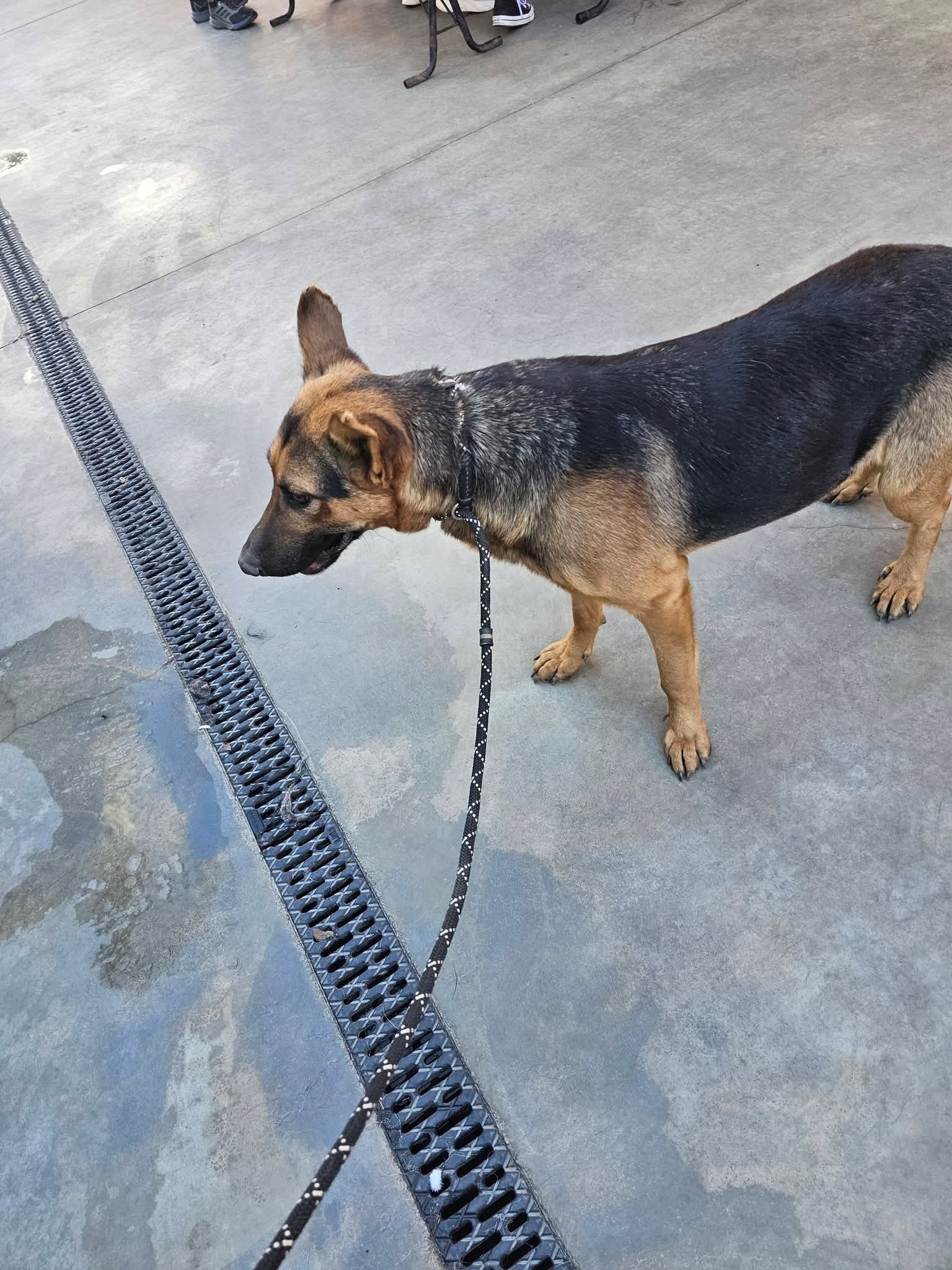 Treuer Leo