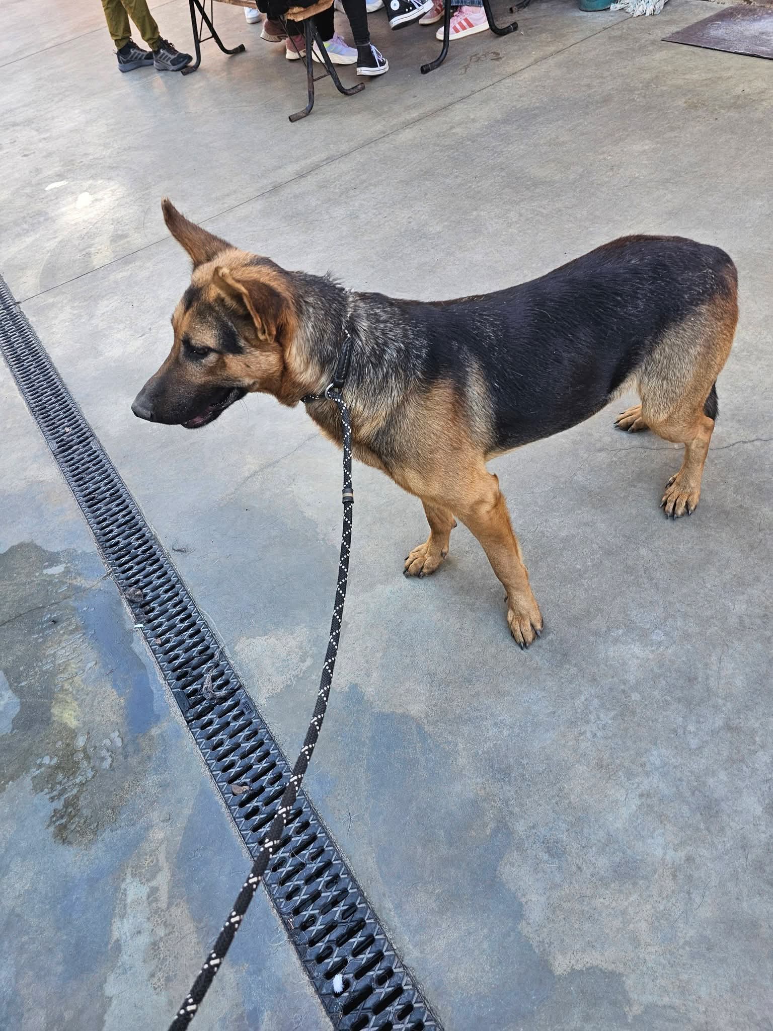 Treuer Leo