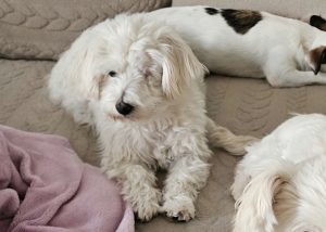 Verspielter Bichon-Mix Baby