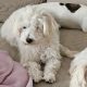 Verspielter Bichon-Mix Baby