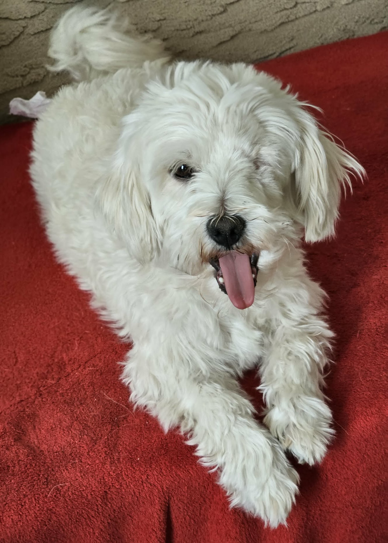 Verspielter Bichon-Mix Baby