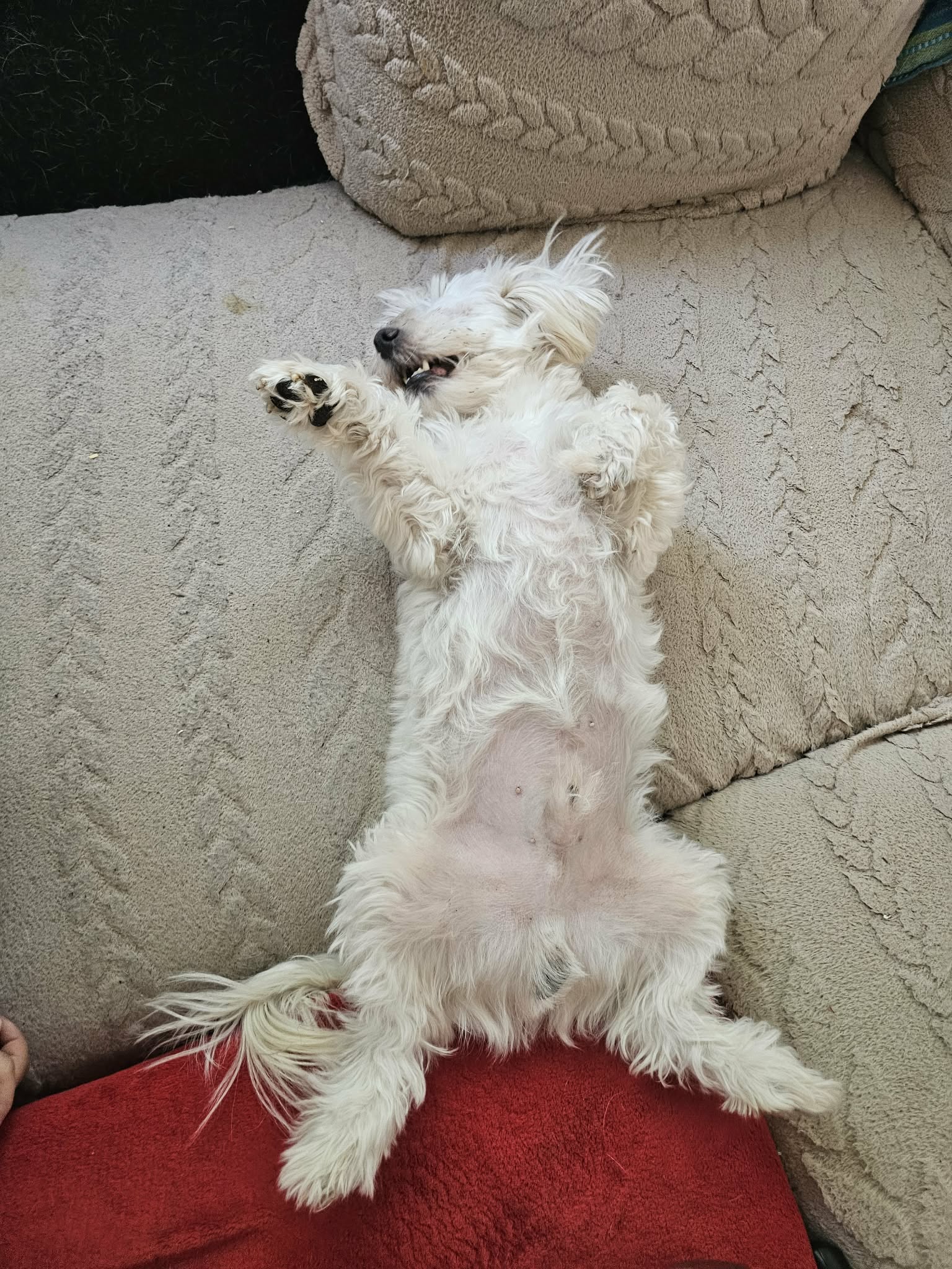 Verspielter Bichon-Mix Baby
