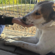 Entspannter HSH-Mix Toby
